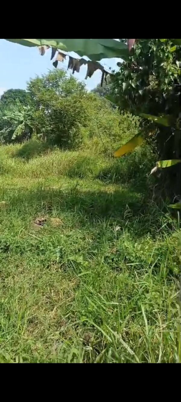 [RBT080] Jual Tanah Kapling Cidadap Cimbukuit 155m2 Rp. 7jt/m2 Nego .. - Gambar 3